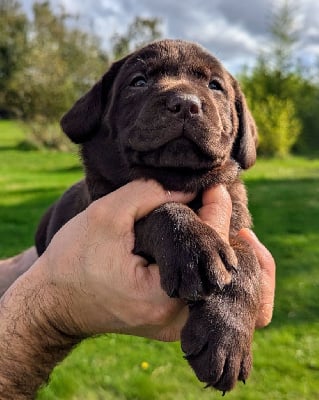 Les chiots de Labrador Retriever