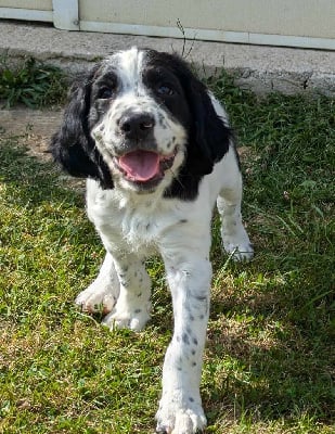 Les chiots de English Springer Spaniel