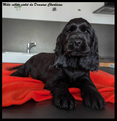 Les chiots de Cocker Spaniel Anglais