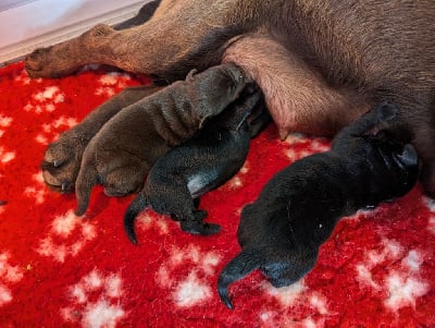 Les chiots de Labrador Retriever