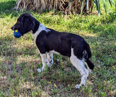 Les chiots de English Springer Spaniel