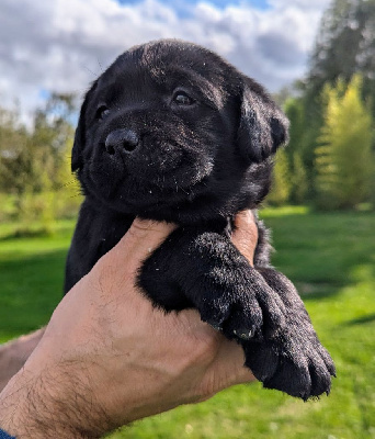 Les chiots de Labrador Retriever