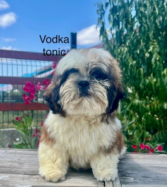 Vodka tonic - Shih Tzu