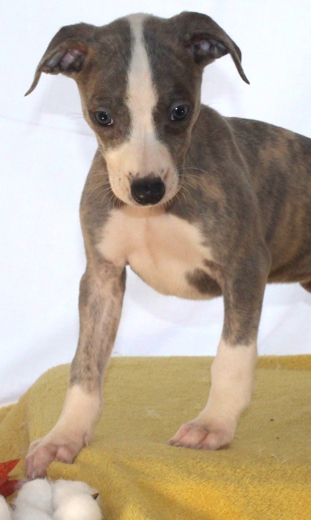 vitaline d'uzes - Whippet