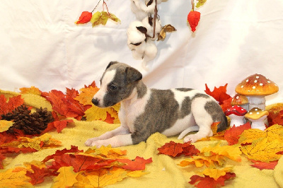 Les chiots de Whippet