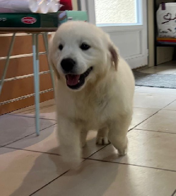 Les chiots de Golden Retriever