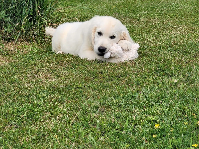 Les chiots de Golden Retriever