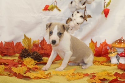 Les chiots de Whippet