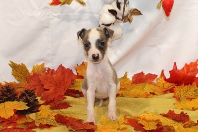 Les chiots de Whippet