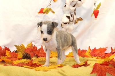 Les chiots de Whippet