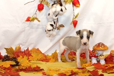 Les chiots de Whippet