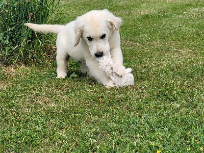 Les chiots de Golden Retriever