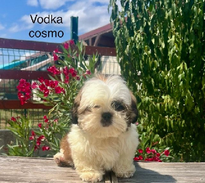 Les chiots de Shih Tzu