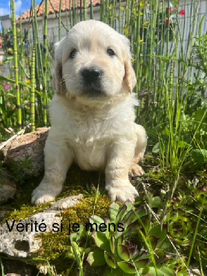 Les chiots de Golden Retriever