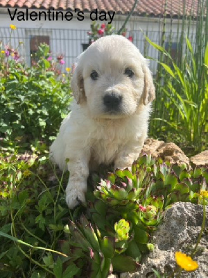 Les chiots de Golden Retriever