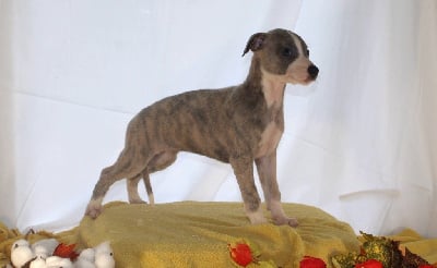 valentine d'eristal - Whippet