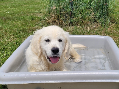 Les chiots de Golden Retriever