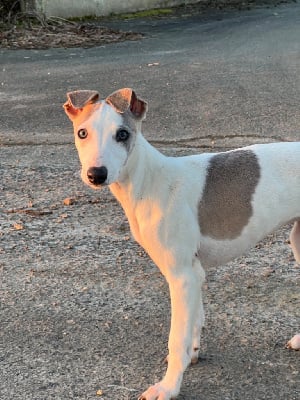 Les chiots de Whippet