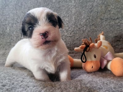 Les chiots de Jack Russell Terrier