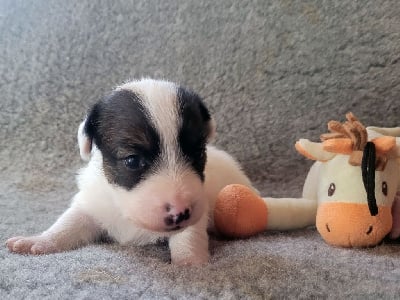 Les chiots de Jack Russell Terrier