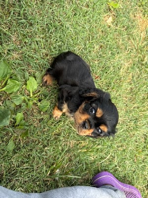 CHIOT - Cavalier King Charles Spaniel