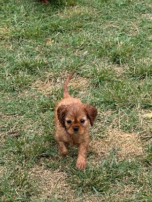 Les chiots de Cavalier King Charles Spaniel