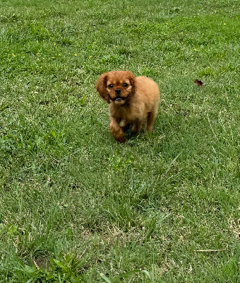 Les chiots de Cavalier King Charles Spaniel