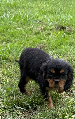 Les chiots de Cavalier King Charles Spaniel