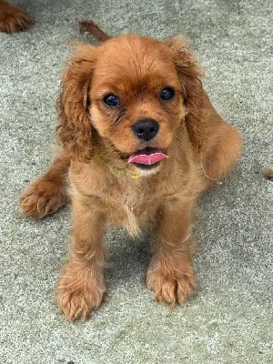 Les chiots de Cavalier King Charles Spaniel