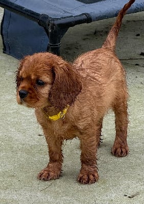 Les chiots de Cavalier King Charles Spaniel