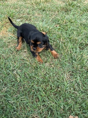 CHIOT - Cavalier King Charles Spaniel