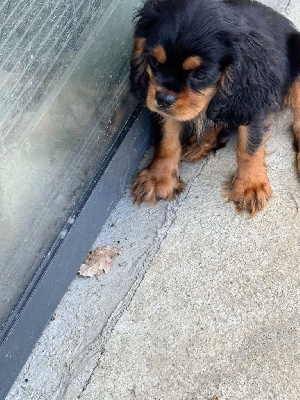 Les chiots de Cavalier King Charles Spaniel