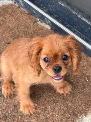 Les chiots de Cavalier King Charles Spaniel