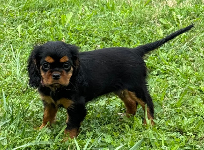 Les chiots de Cavalier King Charles Spaniel