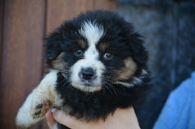 Les chiots de Berger Australien