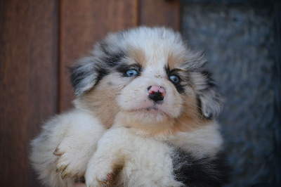 Les chiots de Berger Australien