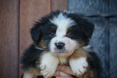 Les chiots de Berger Australien