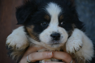 Les chiots de Berger Australien