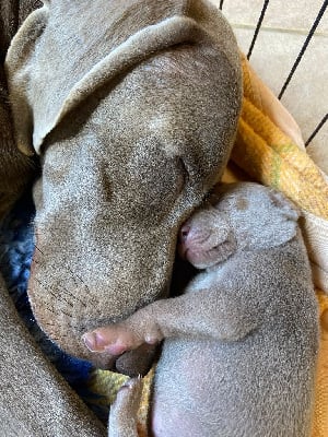 Les chiots de Braque de Weimar