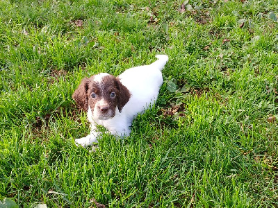 Les chiots de Setter Anglais