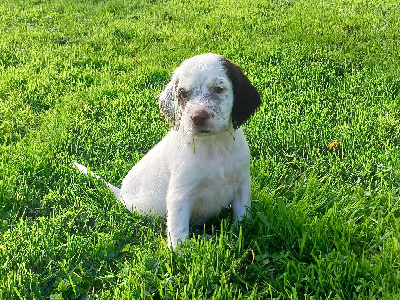 Les chiots de Setter Anglais