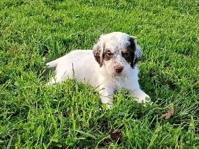 Les chiots de Setter Anglais