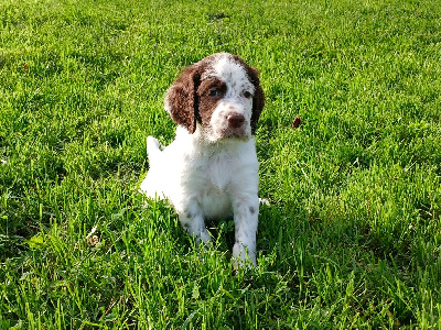 Les chiots de Setter Anglais