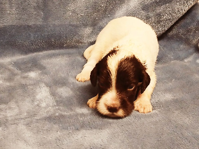 Les chiots de Setter Anglais