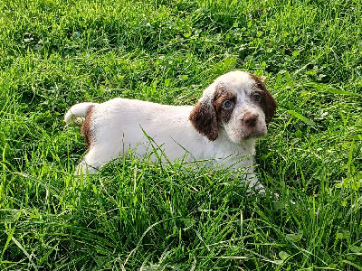 Les chiots de Setter Anglais