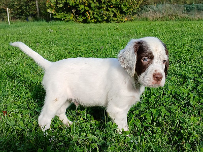 Les chiots de Setter Anglais