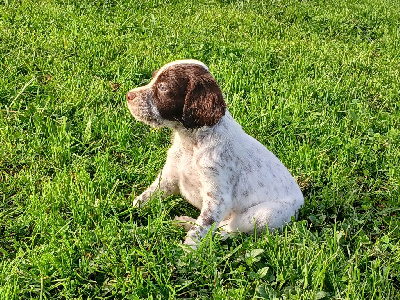 Les chiots de Setter Anglais