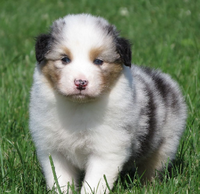 Les chiots de Berger Australien