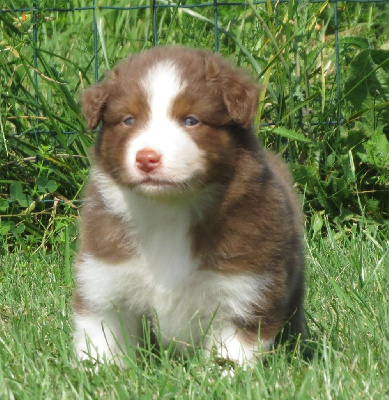 Les chiots de Berger Australien