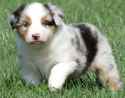 Les chiots de Berger Australien